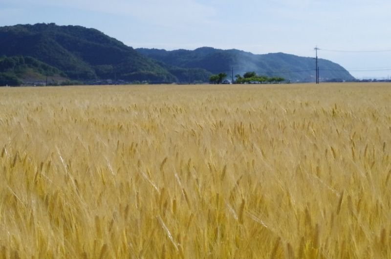 画像1: 麦味噌