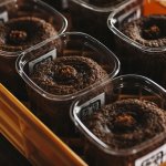 画像10: 玄米麹味噌 (10)